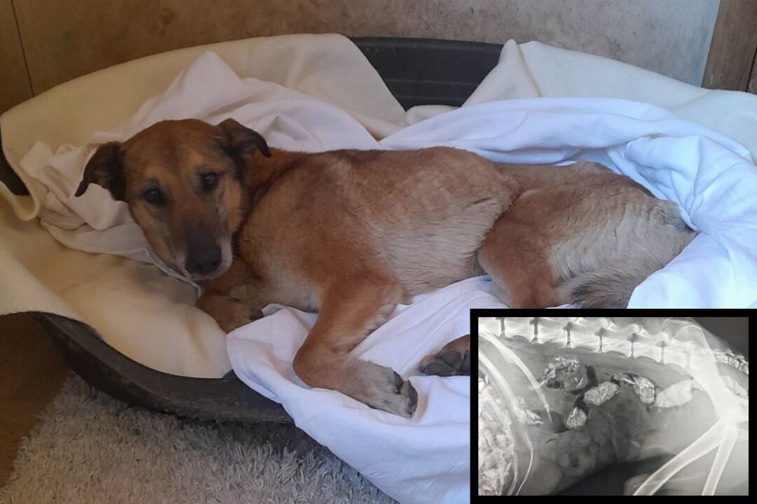 FOTO: Utýraný a vyhladovaný Odin mal v tele starší brok, foto 7