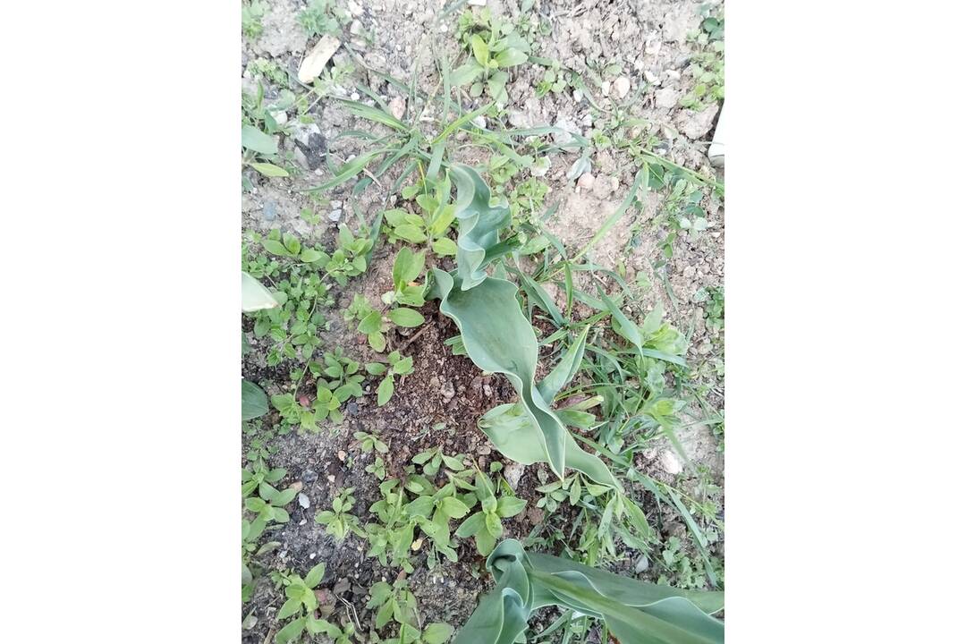 FOTO: Zničená predzáhradka štvorročnej Košičanky, foto 1