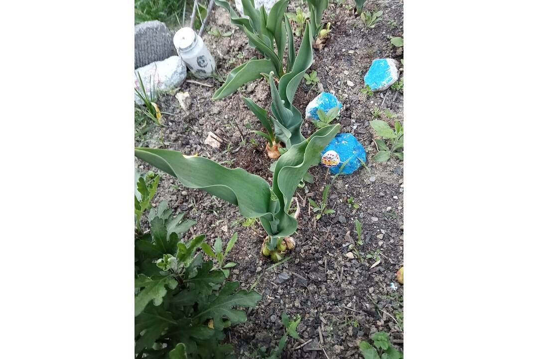 FOTO: Zničená predzáhradka štvorročnej Košičanky, foto 2