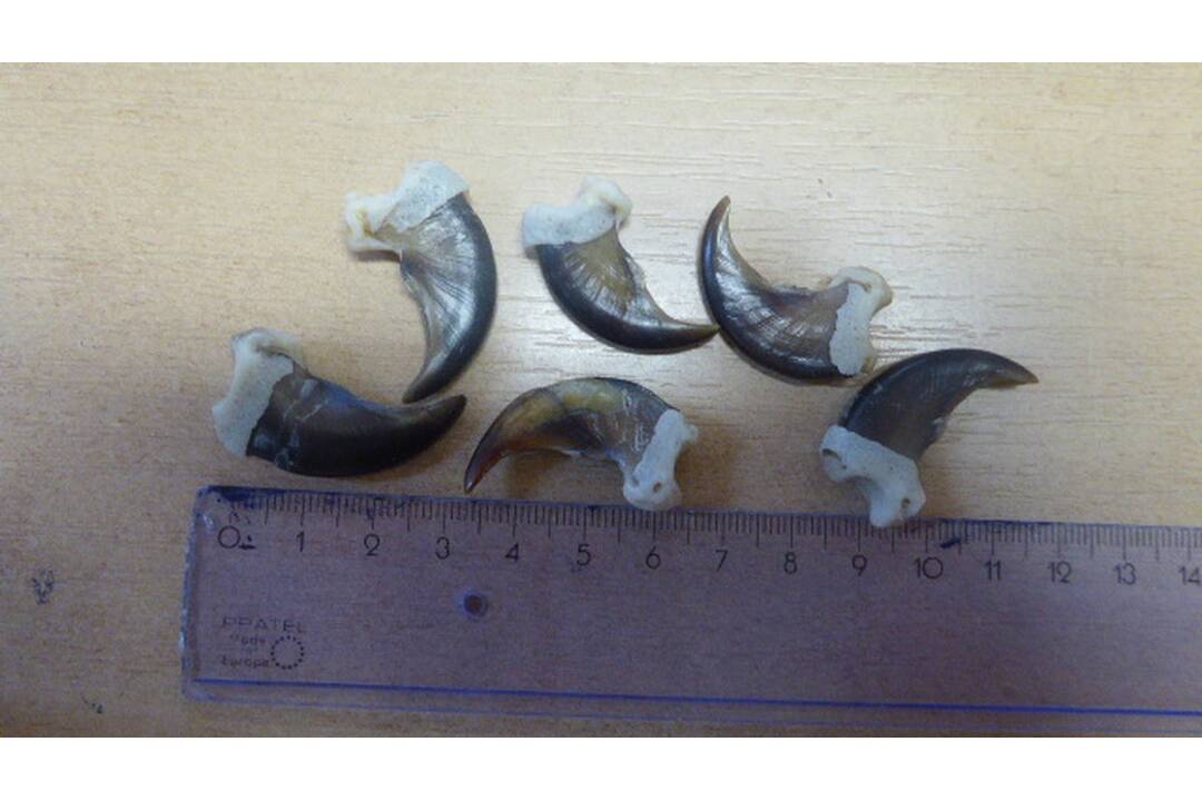 FOTO: Do Košíc prišiel balík s časťami chránených zvierat, foto 1