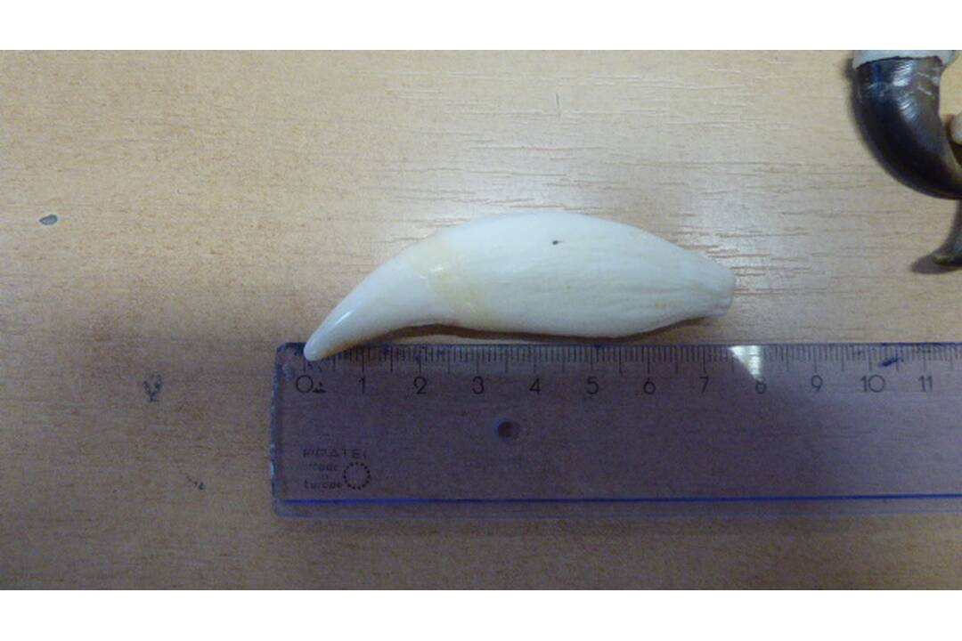 FOTO: Do Košíc prišiel balík s časťami chránených zvierat, foto 4