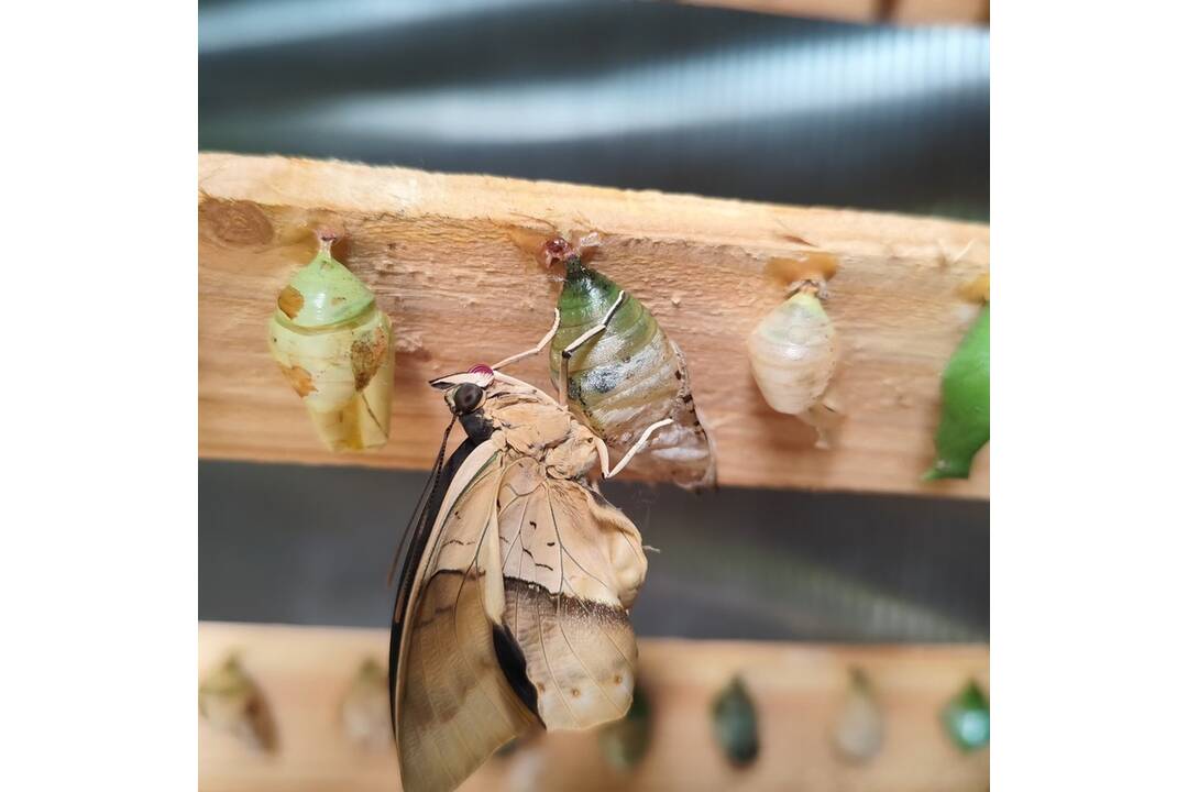 FOTO: V košickej Botanickej záhrade sa usídlili exotické motýle, foto 1