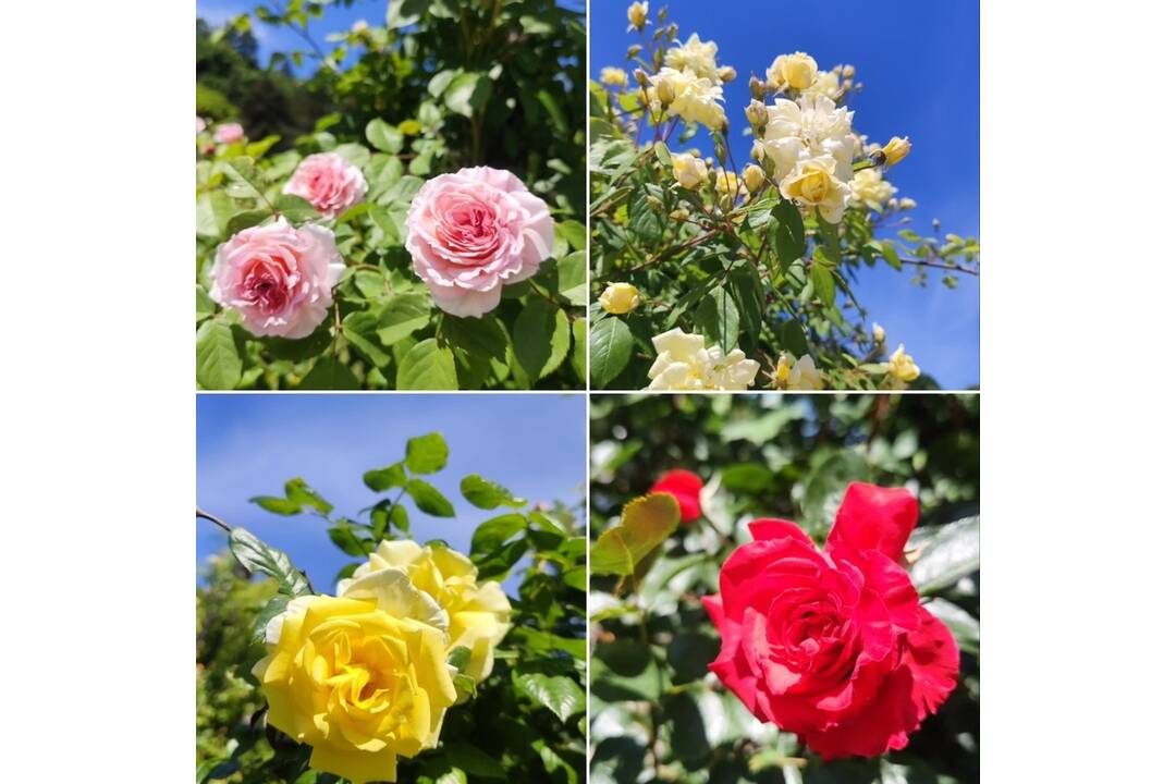 FOTO: V košickej Botanickej záhrade sa usídlili exotické motýle, foto 2