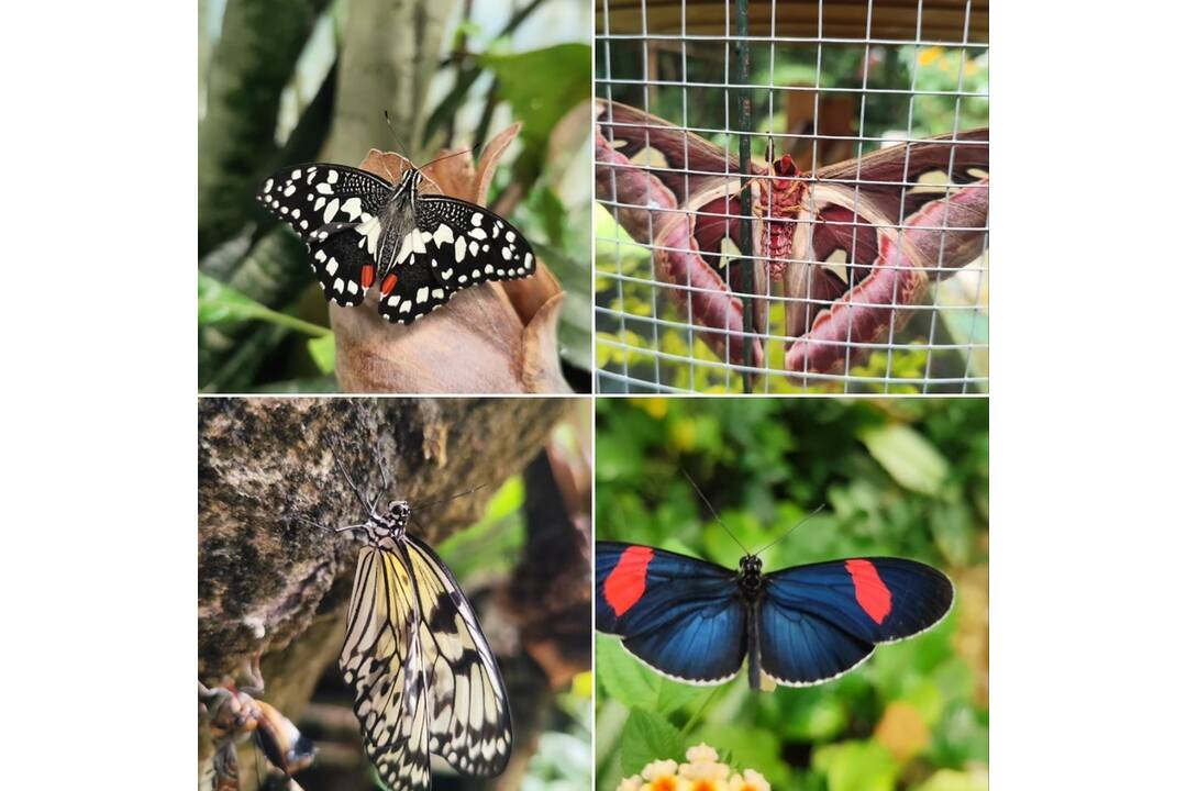 FOTO: V košickej Botanickej záhrade sa usídlili exotické motýle, foto 3