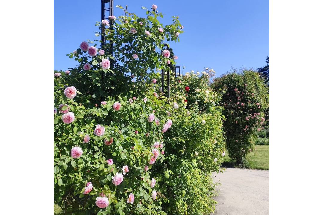 FOTO: V košickej Botanickej záhrade sa usídlili exotické motýle, foto 4