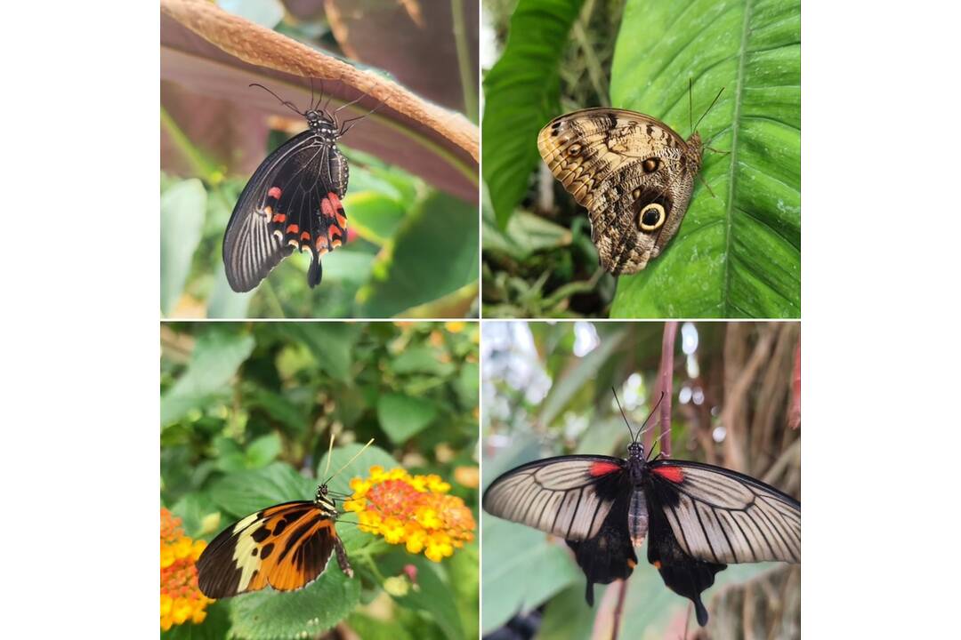 FOTO: V košickej Botanickej záhrade sa usídlili exotické motýle, foto 5