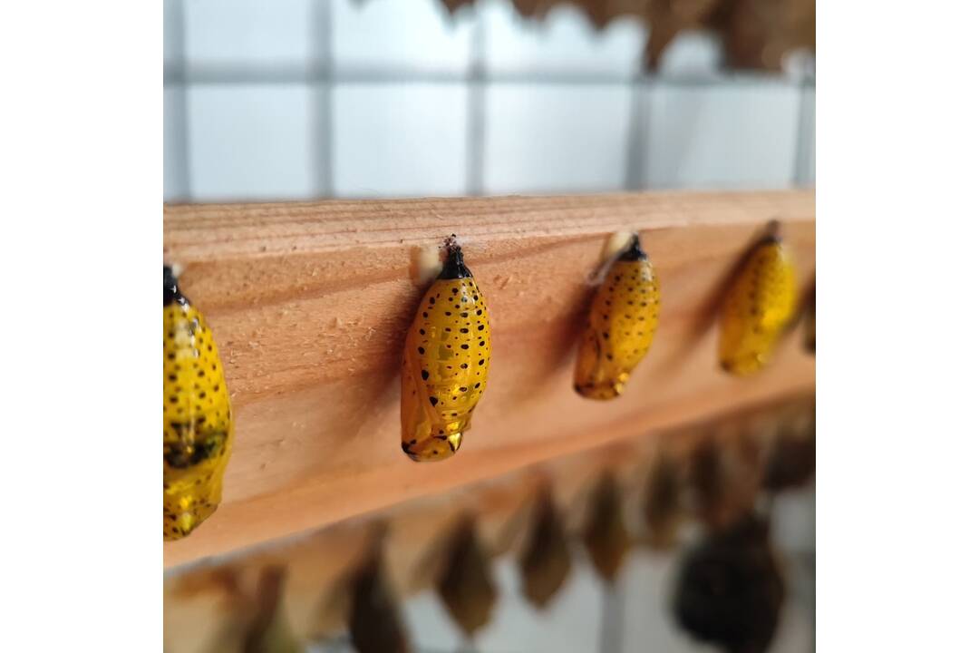 FOTO: V košickej Botanickej záhrade sa usídlili exotické motýle, foto 6