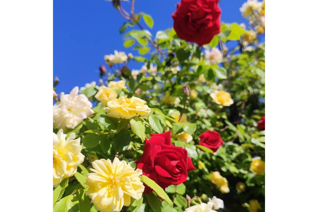 FOTO: V košickej Botanickej záhrade sa usídlili exotické motýle, foto 7