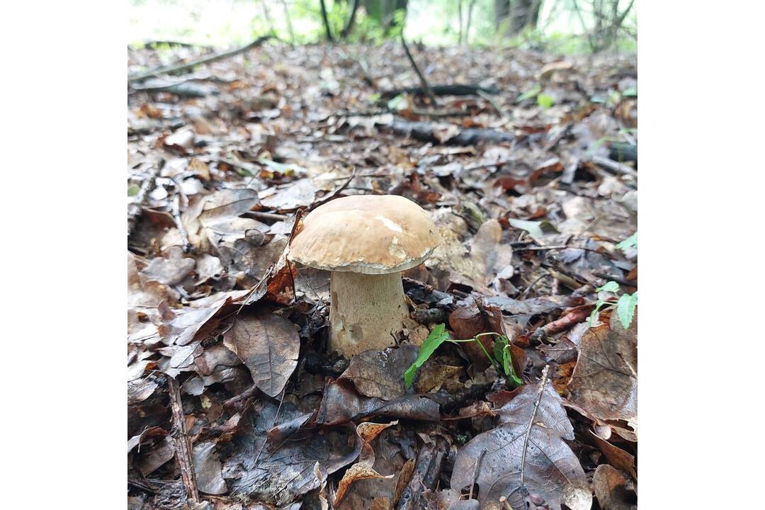 FOTO: Hubári sa tešia zo svojich úlovkov, foto 3