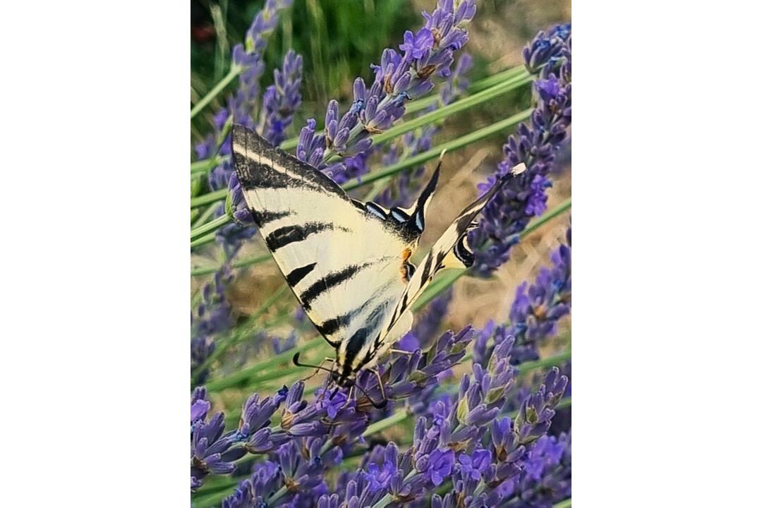 FOTO: Kúsok Provensálska v Košiciach, foto 1