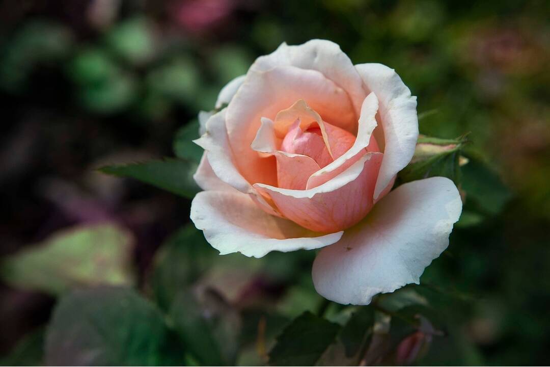 FOTO: Historický park v košickej nemocnici skrásnel , foto 2