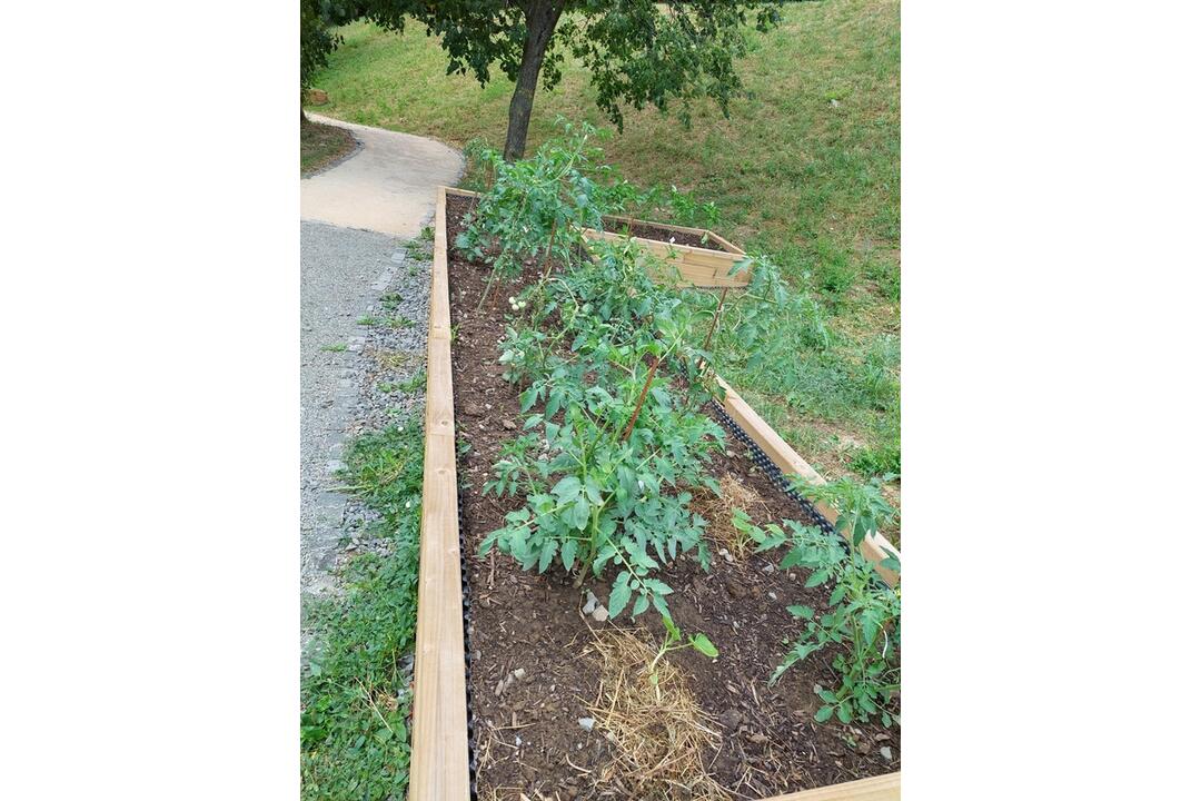 FOTO: Košičania zveľadili svoje sídliská. Zafarbili ich kvetmi aj šťavnatou úrodou, foto 4