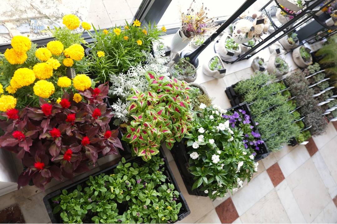 FOTO: Na Verejnom cintoríne v Košiciach otvorili nové kvetinárstvo, foto 7
