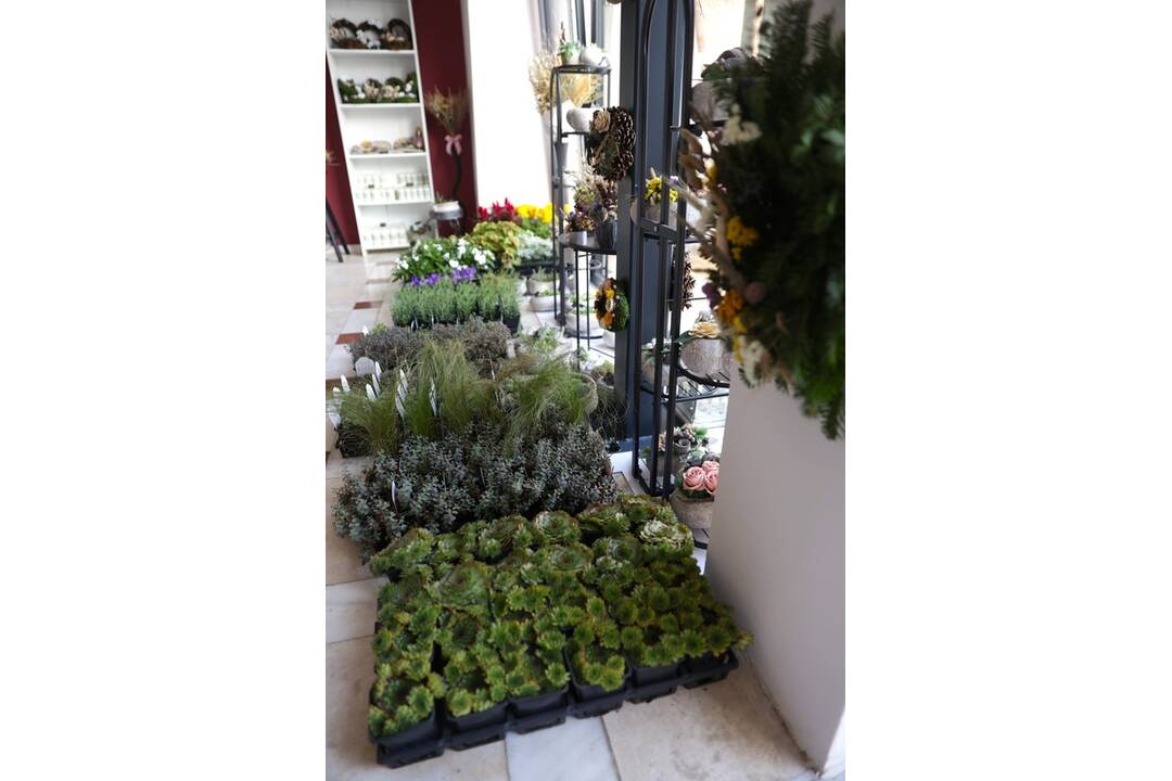 FOTO: Na Verejnom cintoríne v Košiciach otvorili nové kvetinárstvo, foto 3