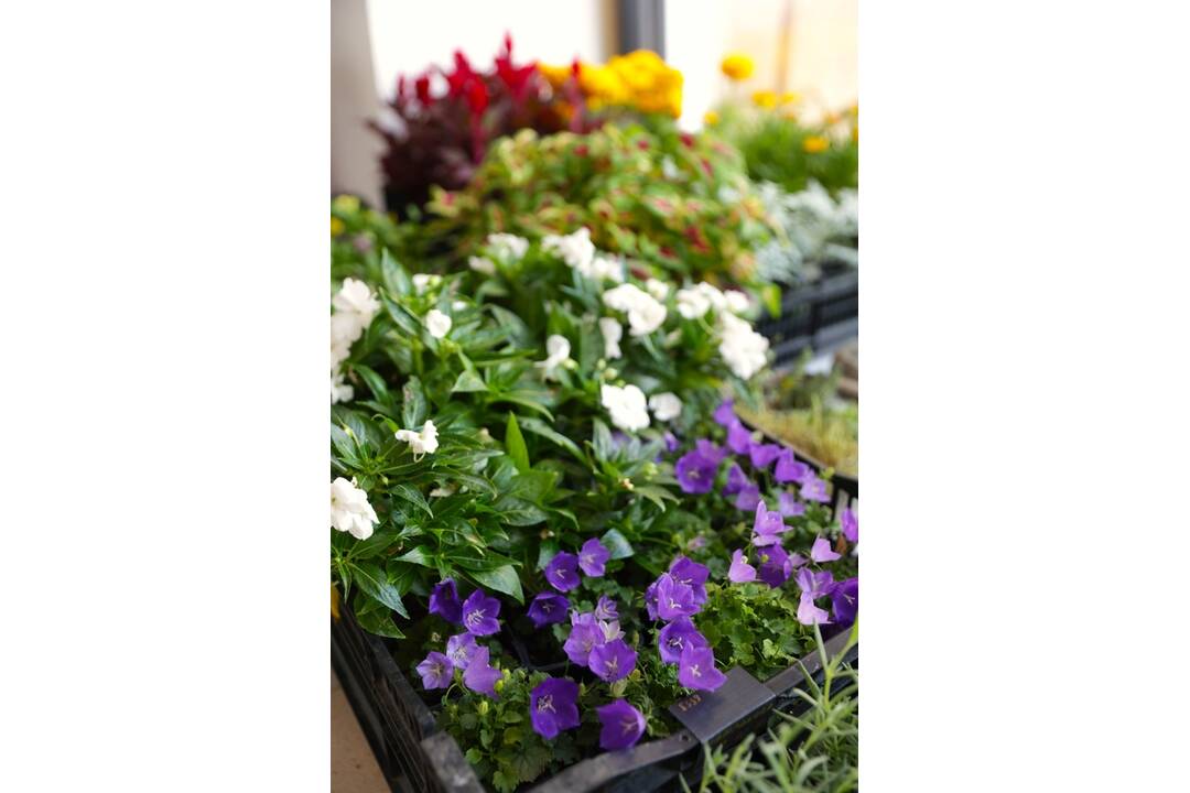 FOTO: Na Verejnom cintoríne v Košiciach otvorili nové kvetinárstvo, foto 12