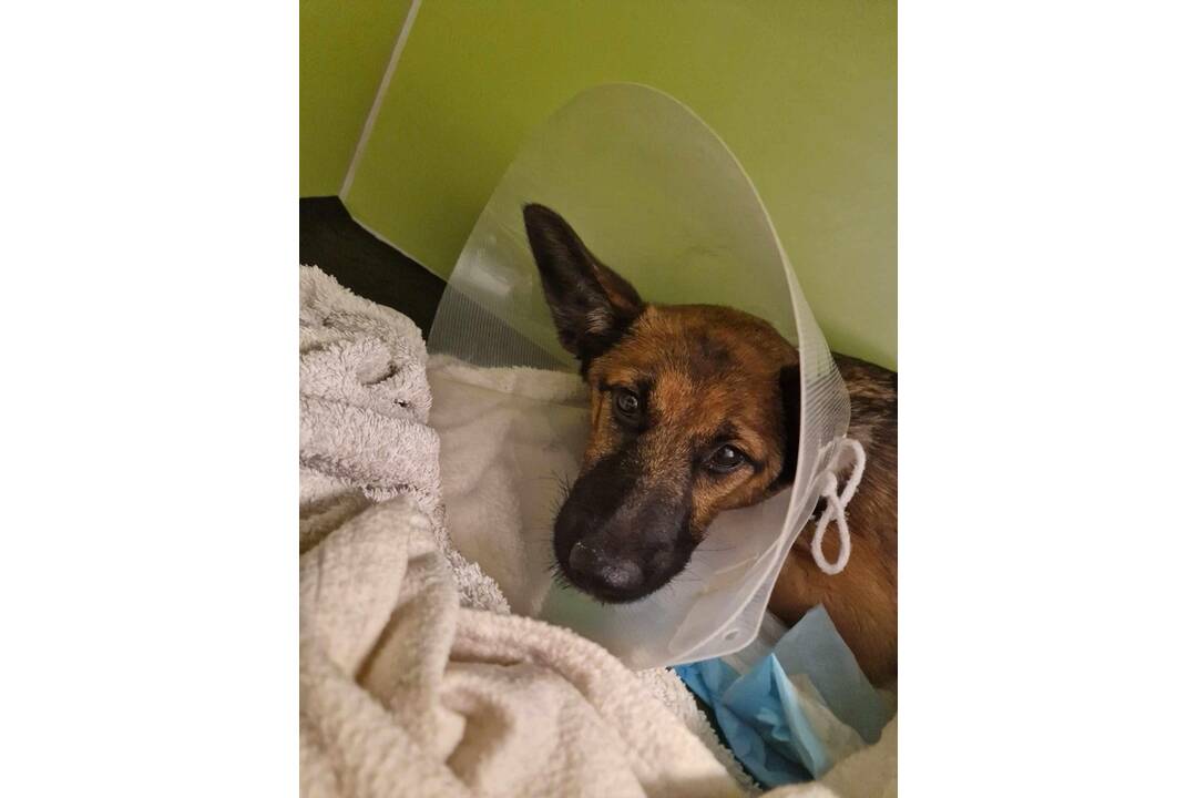 FOTO: Zrazenú Millie našla v Košiciach okoloidúca, veterinári ju dávajú dokopy, foto 4