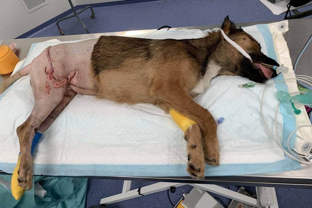 FOTO: Zrazenú Millie našla v Košiciach okoloidúca, veterinári ju dávajú dokopy, foto 3
