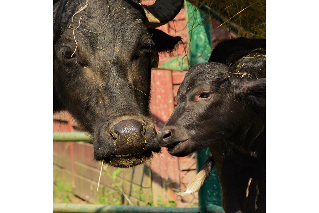 FOTO: Košická zoo má nový prírastok, foto 1