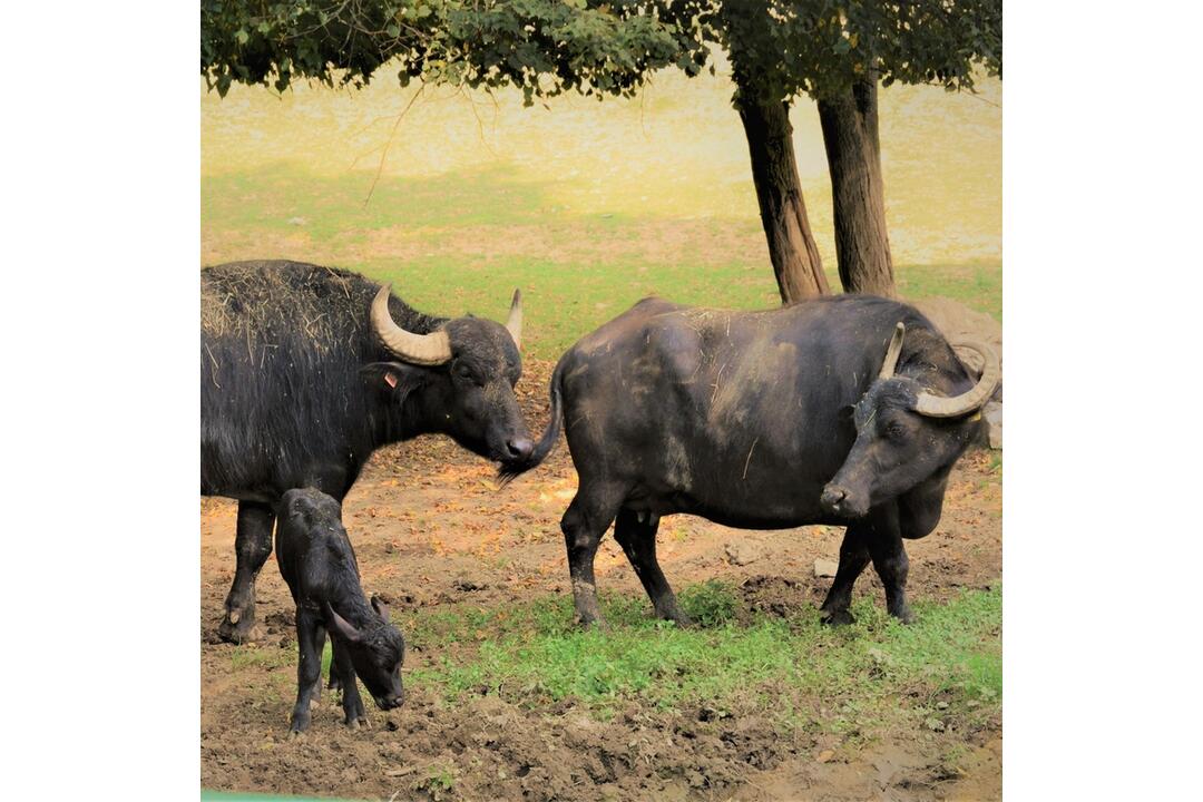 FOTO: Košická zoo má nový prírastok, foto 2