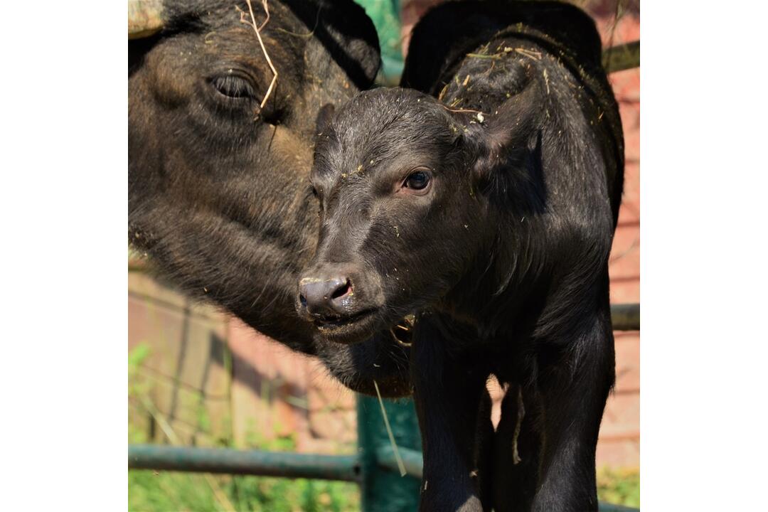 FOTO: Košická zoo má nový prírastok, foto 3