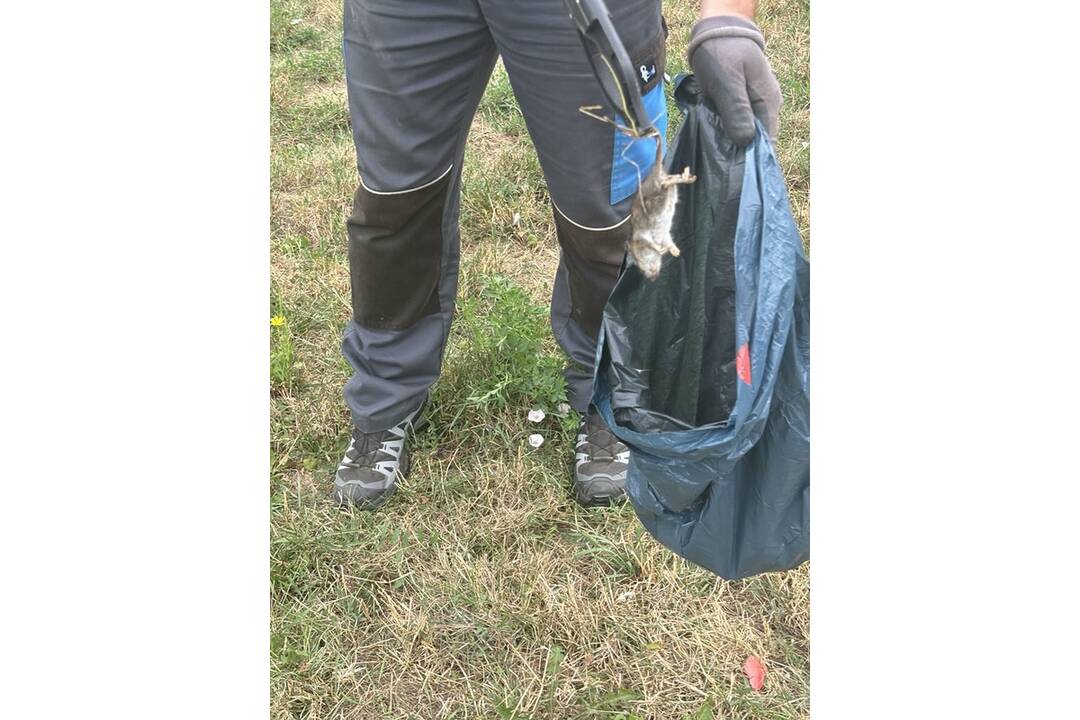 FOTO: Sídlisko Nad Jazerom bolo zamorené potkanmi, foto 4