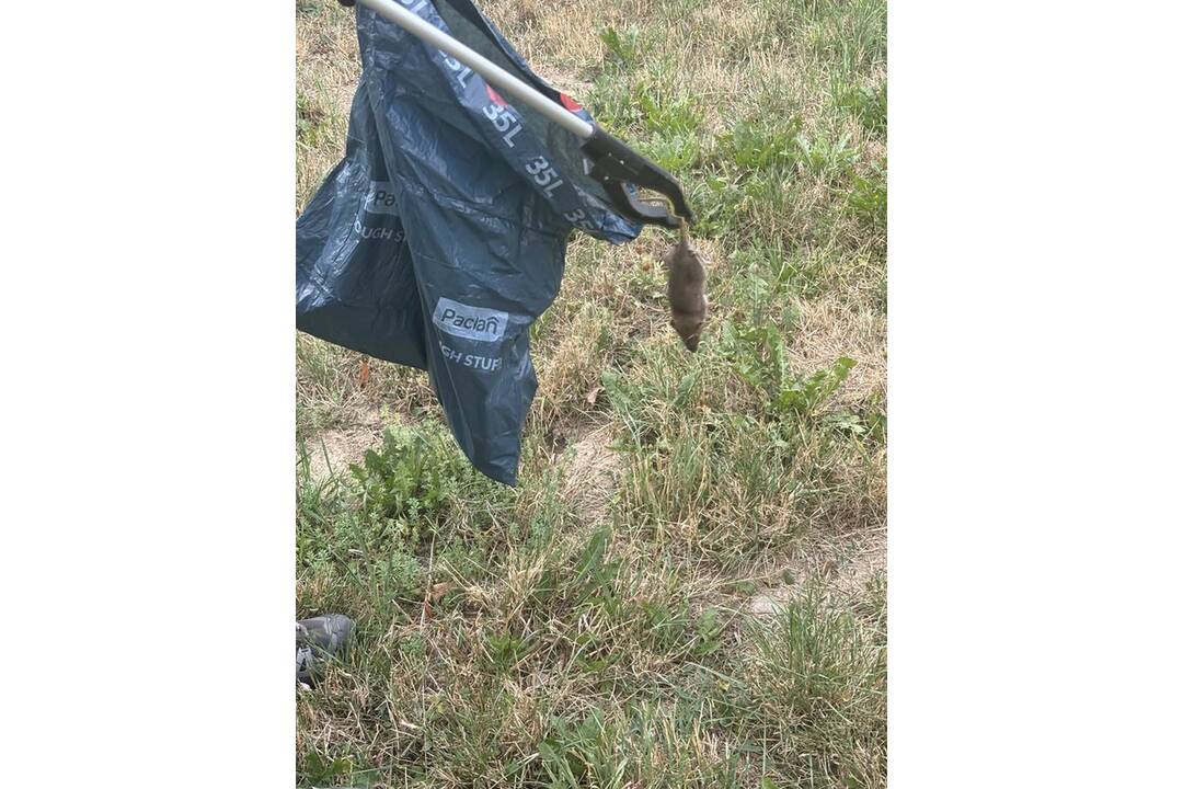 FOTO: Sídlisko Nad Jazerom bolo zamorené potkanmi, foto 5