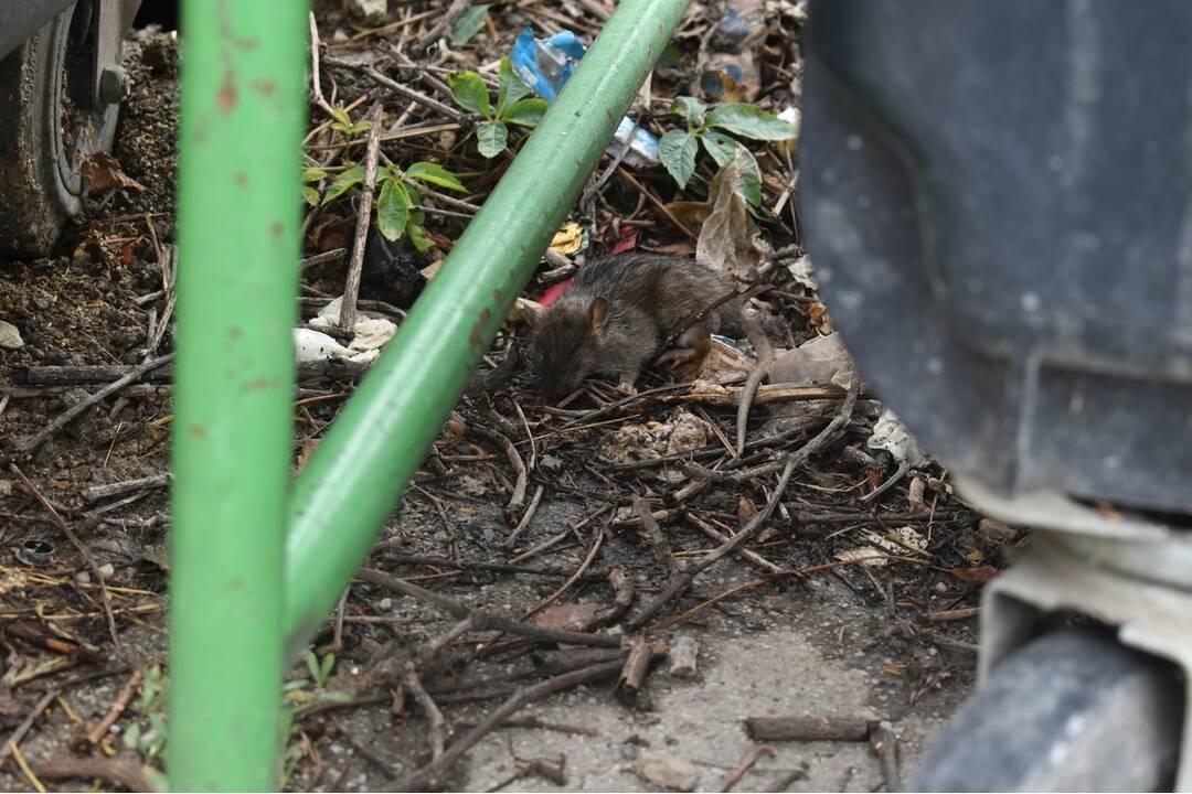 FOTO: Sídlisko Nad Jazerom bolo zamorené potkanmi, foto 11