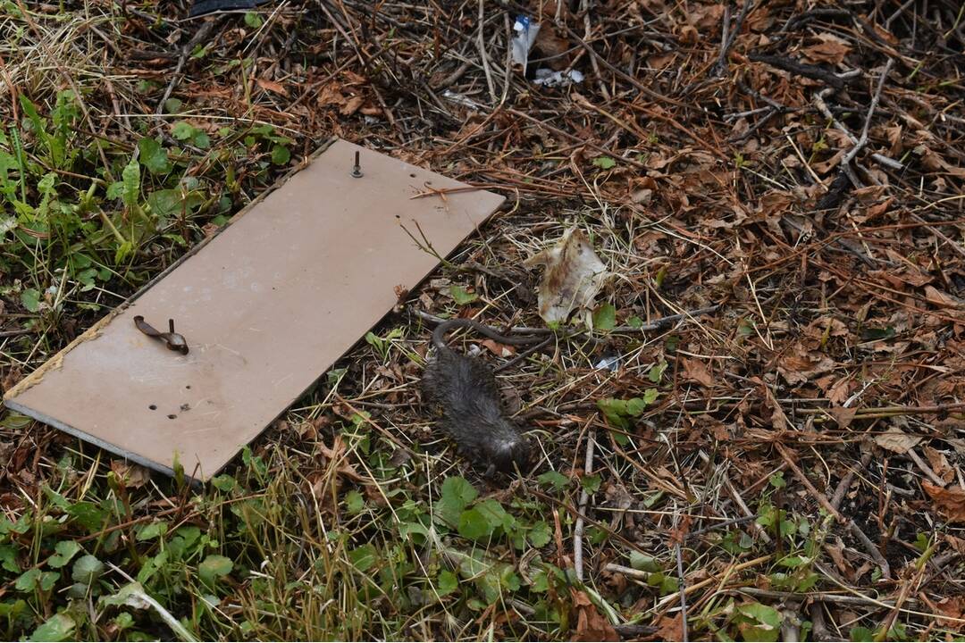FOTO: Sídlisko Nad Jazerom bolo zamorené potkanmi, foto 12