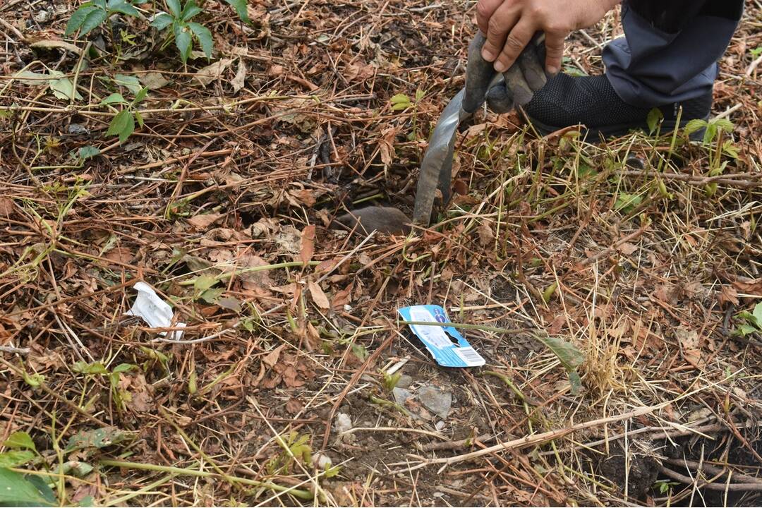 FOTO: Sídlisko Nad Jazerom bolo zamorené potkanmi, foto 13