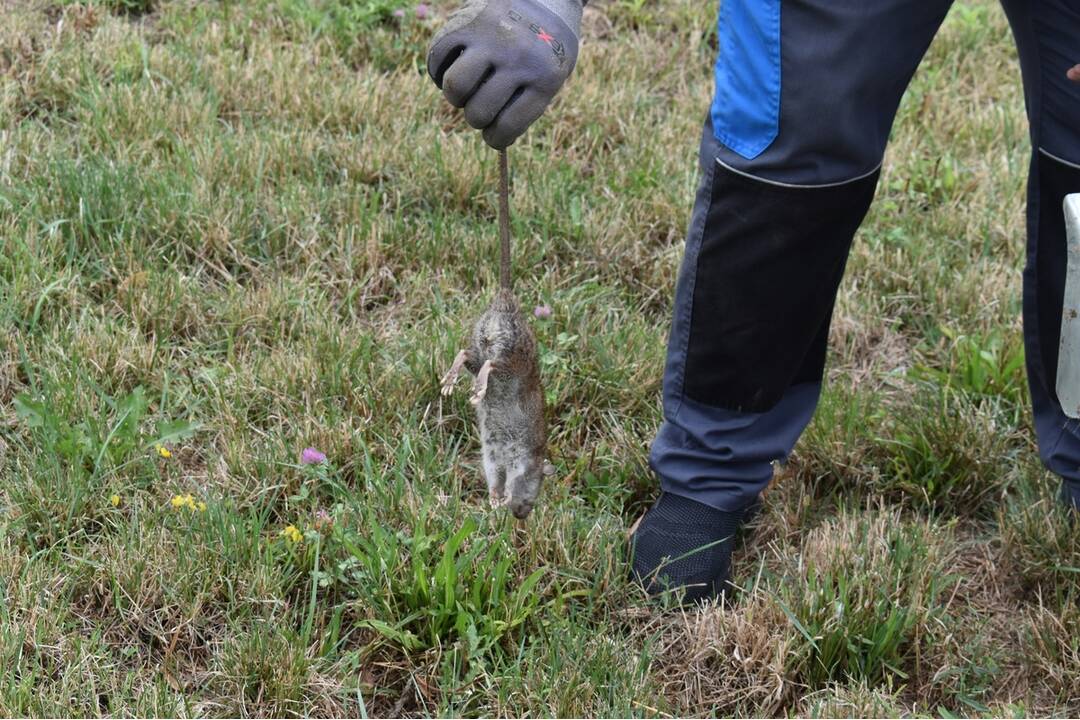 FOTO: Sídlisko Nad Jazerom bolo zamorené potkanmi, foto 14