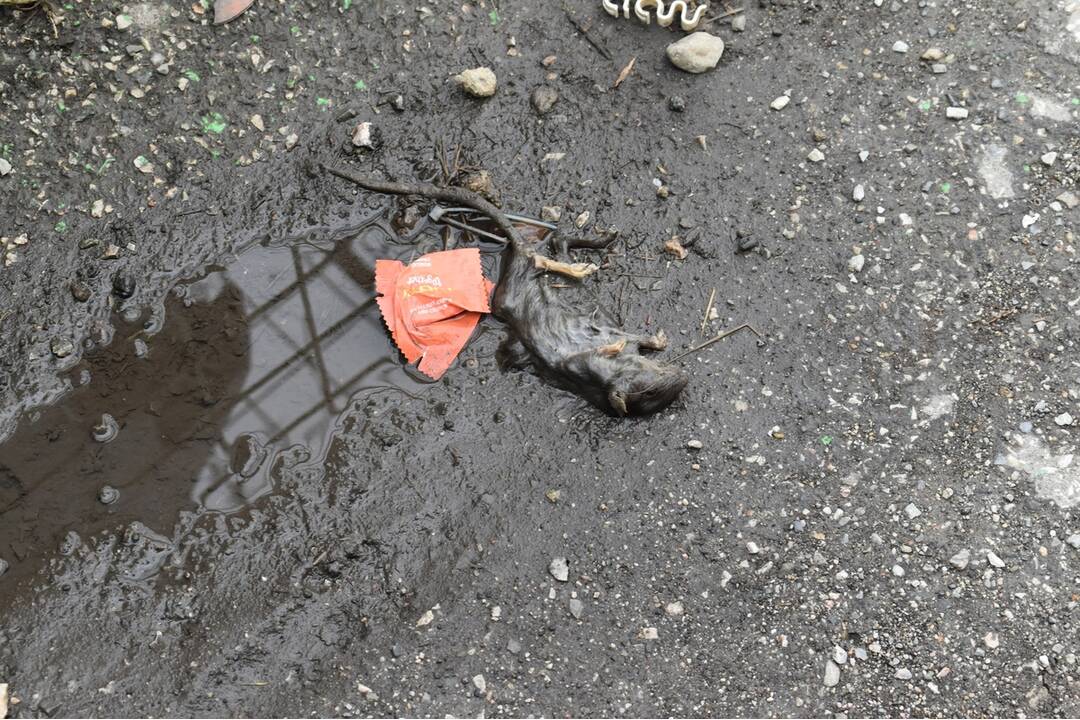 FOTO: Sídlisko Nad Jazerom bolo zamorené potkanmi, foto 16