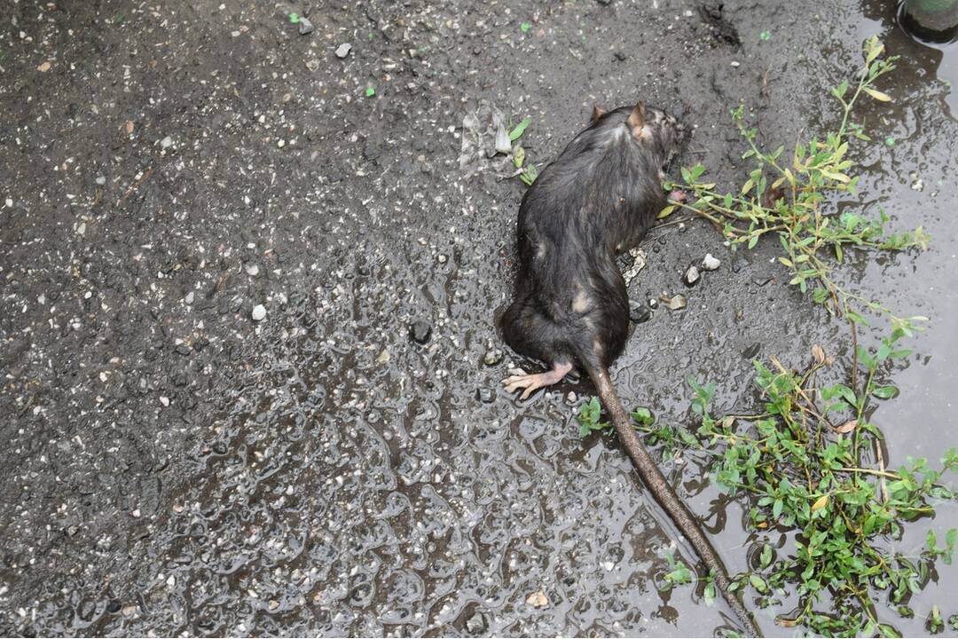 FOTO: Sídlisko Nad Jazerom bolo zamorené potkanmi, foto 17
