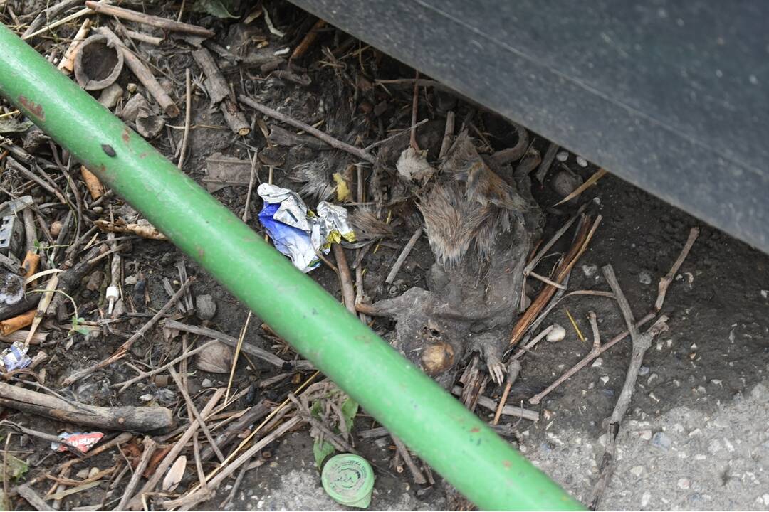 FOTO: Sídlisko Nad Jazerom bolo zamorené potkanmi, foto 18