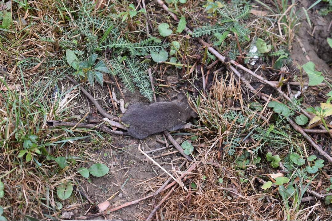 FOTO: Sídlisko Nad Jazerom bolo zamorené potkanmi, foto 19