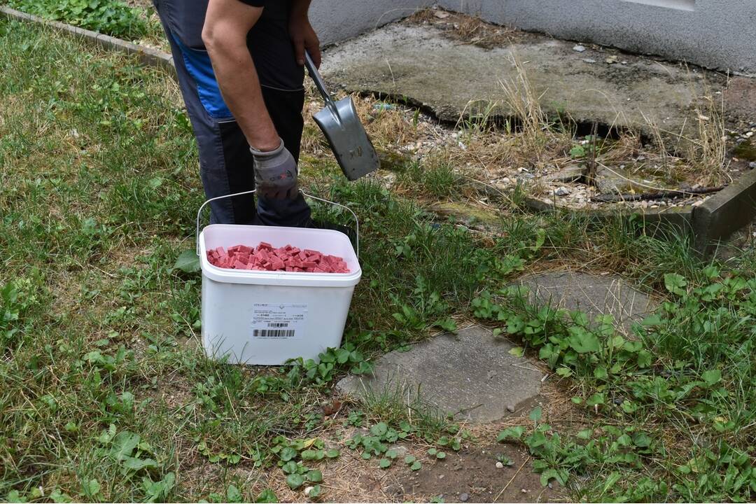 FOTO: Sídlisko Nad Jazerom bolo zamorené potkanmi, foto 22