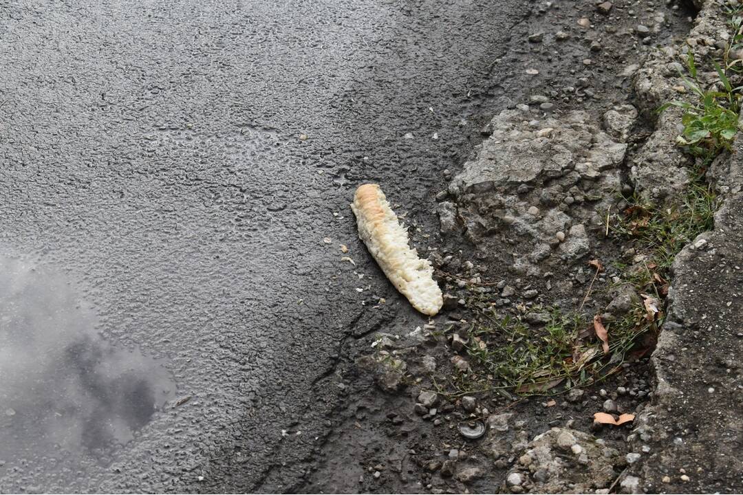 FOTO: Sídlisko Nad Jazerom bolo zamorené potkanmi, foto 23