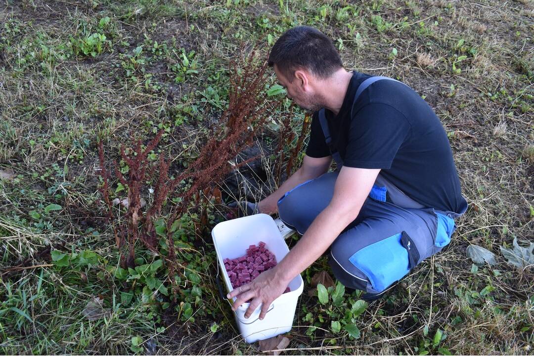 FOTO: Sídlisko Nad Jazerom bolo zamorené potkanmi, foto 29
