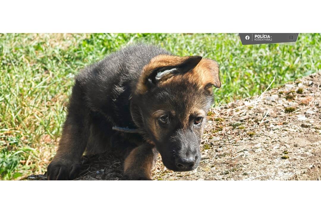 FOTO: Novým členom policajného zboru sa stal Faust, foto 3