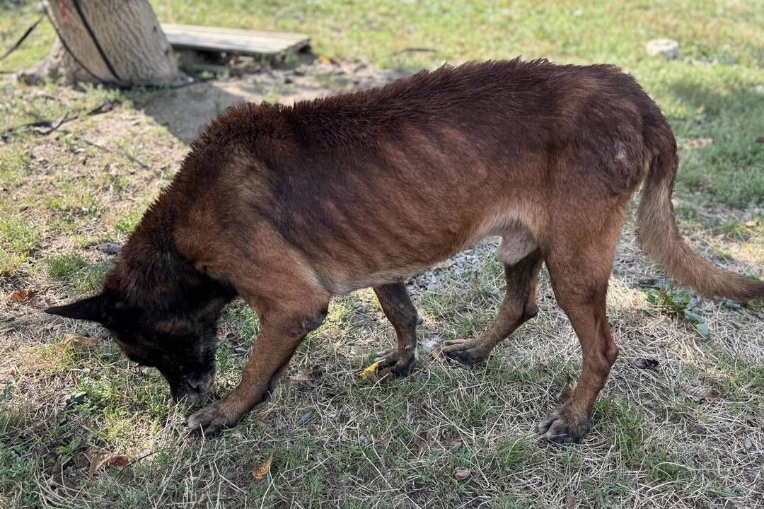 FOTO: Psíka Bruna našli pracovníci michalovského útulku v žalostnom stave, foto 3