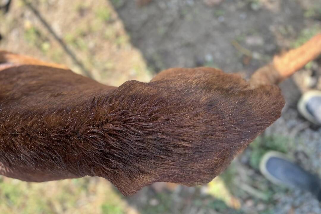 FOTO: Psíka Bruna našli pracovníci michalovského útulku v žalostnom stave, foto 9