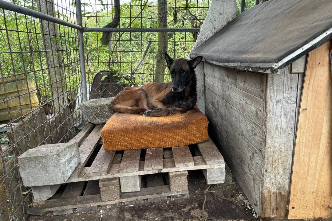 FOTO: Psíka Bruna našli pracovníci michalovského útulku v žalostnom stave, foto 2