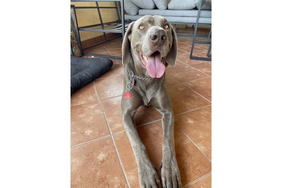 FOTO: Váš psík môže zachrániť život ďalšiemu. Kto môže byť psí darca?, foto 7