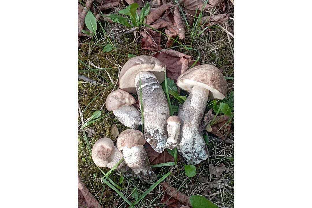 FOTO: Prvé hubárske úlovky v Košickom kraji, foto 16