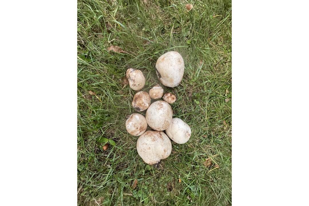 FOTO: Prvé hubárske úlovky v Košickom kraji, foto 19