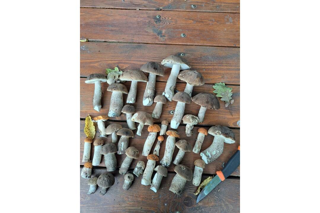 FOTO: Prvé hubárske úlovky v Košickom kraji, foto 21