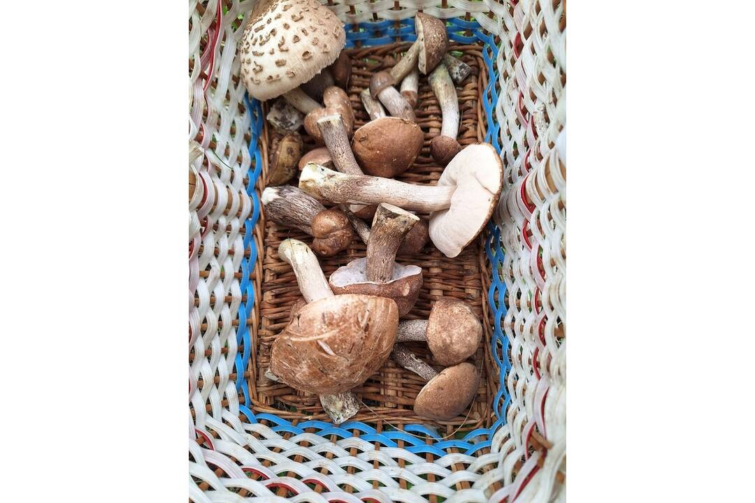 FOTO: Prvé hubárske úlovky v Košickom kraji, foto 25