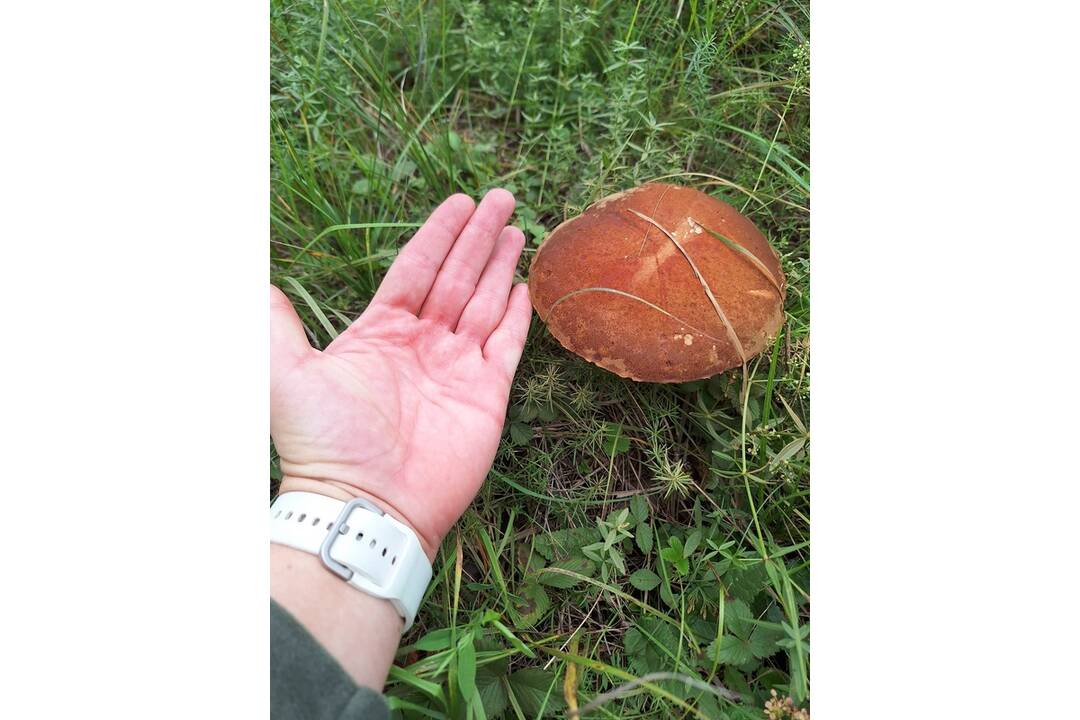 FOTO: Prvé hubárske úlovky v Košickom kraji, foto 26