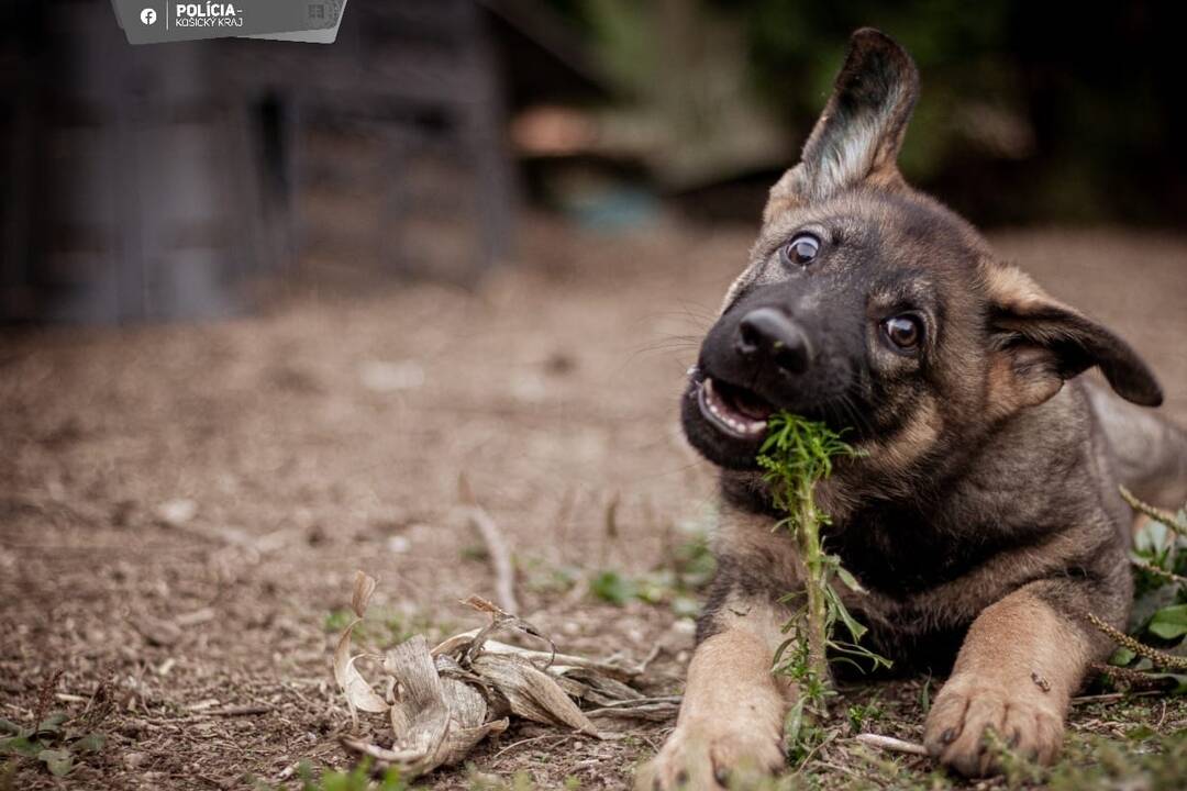 FOTO: Aja je novou členkou košickej polície, raz z nej bude služobný pes, foto 2