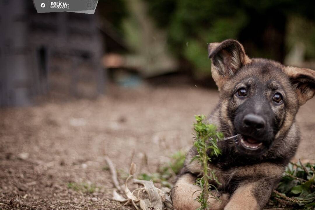 FOTO: Aja je novou členkou košickej polície, raz z nej bude služobný pes, foto 3