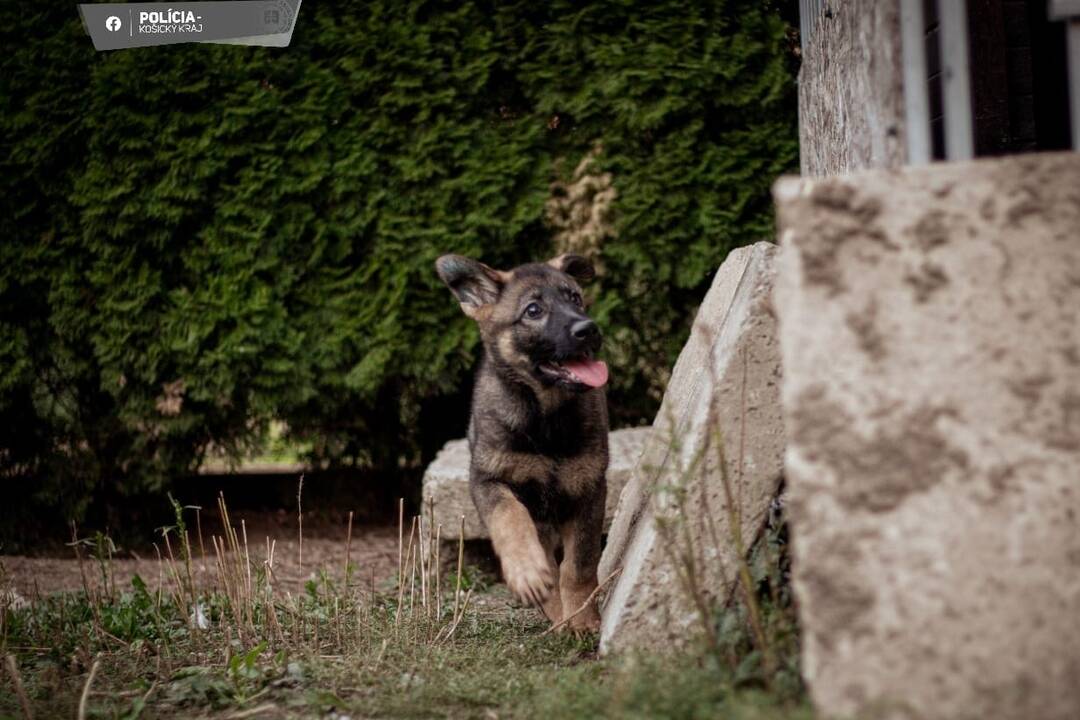 FOTO: Aja je novou členkou košickej polície, raz z nej bude služobný pes, foto 4
